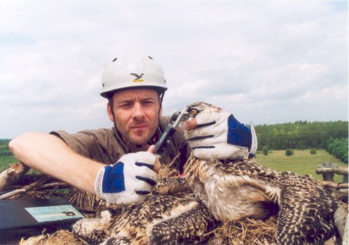 Dr. Schmidt beringt die Fiachadler