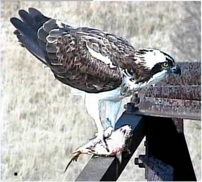 Fischadler frißt Fisch auf Mast