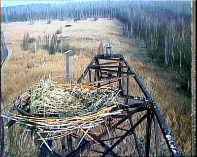 Die Fischadler-Kamera wurde am 7. März 2007 wieder installiert - nun erwarten wir die Rückkehr der Greifvögel aus dem Winterquartier. 