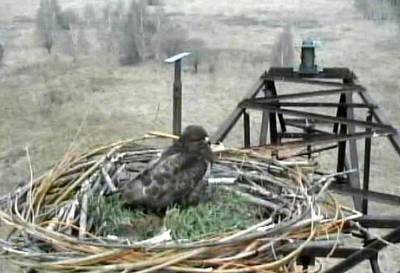 Bussard auf Fischadlerhorst