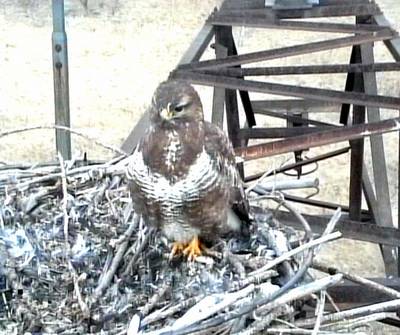 Bussard im Horst