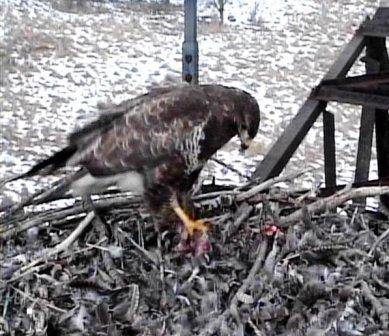 Mäusebussard frisst Mäusebussard frisst
