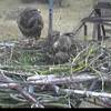 Erstes Ei im Nest