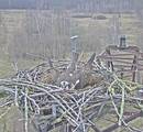 2025 04 01 - 08 05 23 - Männchen gräbt Nistmulde.jpg