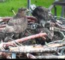 Weibchen und Küken im Nest