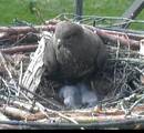 Weibchen und Küken im Nest