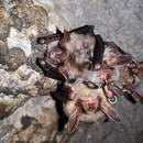 Fledermäuse &copy;Kathleen Kuhring