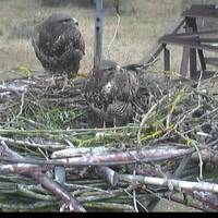 Erstes Ei im Nest