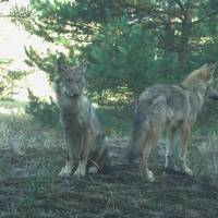W&ouml;lfe &copy;M. Unger, Wolfskompetenzzentrum Iden