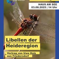 Libellen der Heideregion