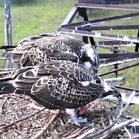 Fischadler &copy;HAUS AM SEE