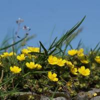 frühlings_fingerkraut_klein.jpg ©Uwe Holz Frühlings-Fingerkraut ©Uwe Holz