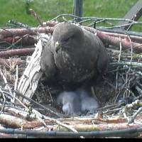 Weibchen und Küken im Nest