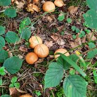 Ein Heidesonntag rund um Pilze