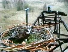 Weibchen sitzt auf dem Mast und frisst, Männchen im Horst