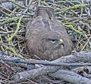 2020 04 03 - 09 36 19 - Weibchen brütend nah.jpg