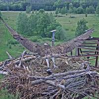 Beobachtungen im Horst und auf der Lichtung