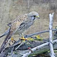 Wanderfalke und Turmfalke