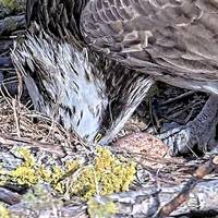 Fischadlerkopf und 1 Ei &copy;HAUS AM SEE  Schlaitz